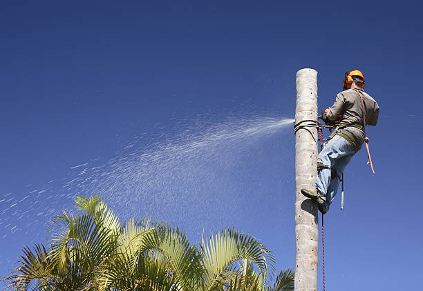 Atoka, NM Tree Services Company