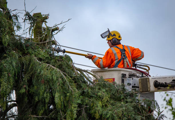 Best Tree Removal Service  in Atoka, NM