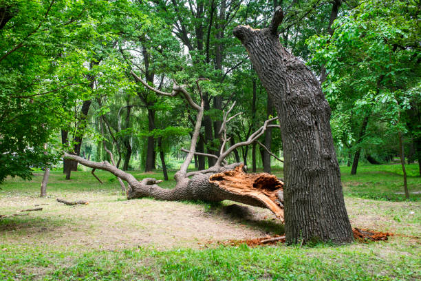 How Our Tree Care Process Works  in  Atoka, NM