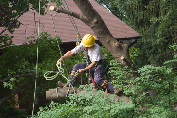 Best Tree Trimming and Pruning  in Atoka, NM