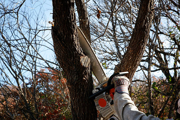 Best Utility Line Clearance  in Atoka, NM